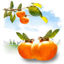 Fruits  - Persimmon icon